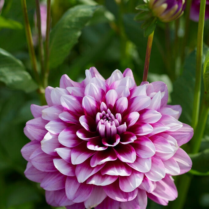 Dahlia Dekorativ Patches 1-pakke